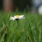 Gänseblume aus einer anderen Perspektive