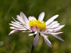 Gänseblume