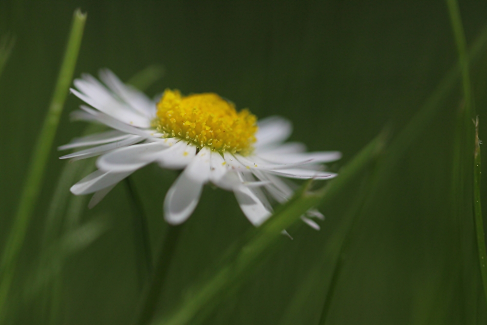 Gänseblume