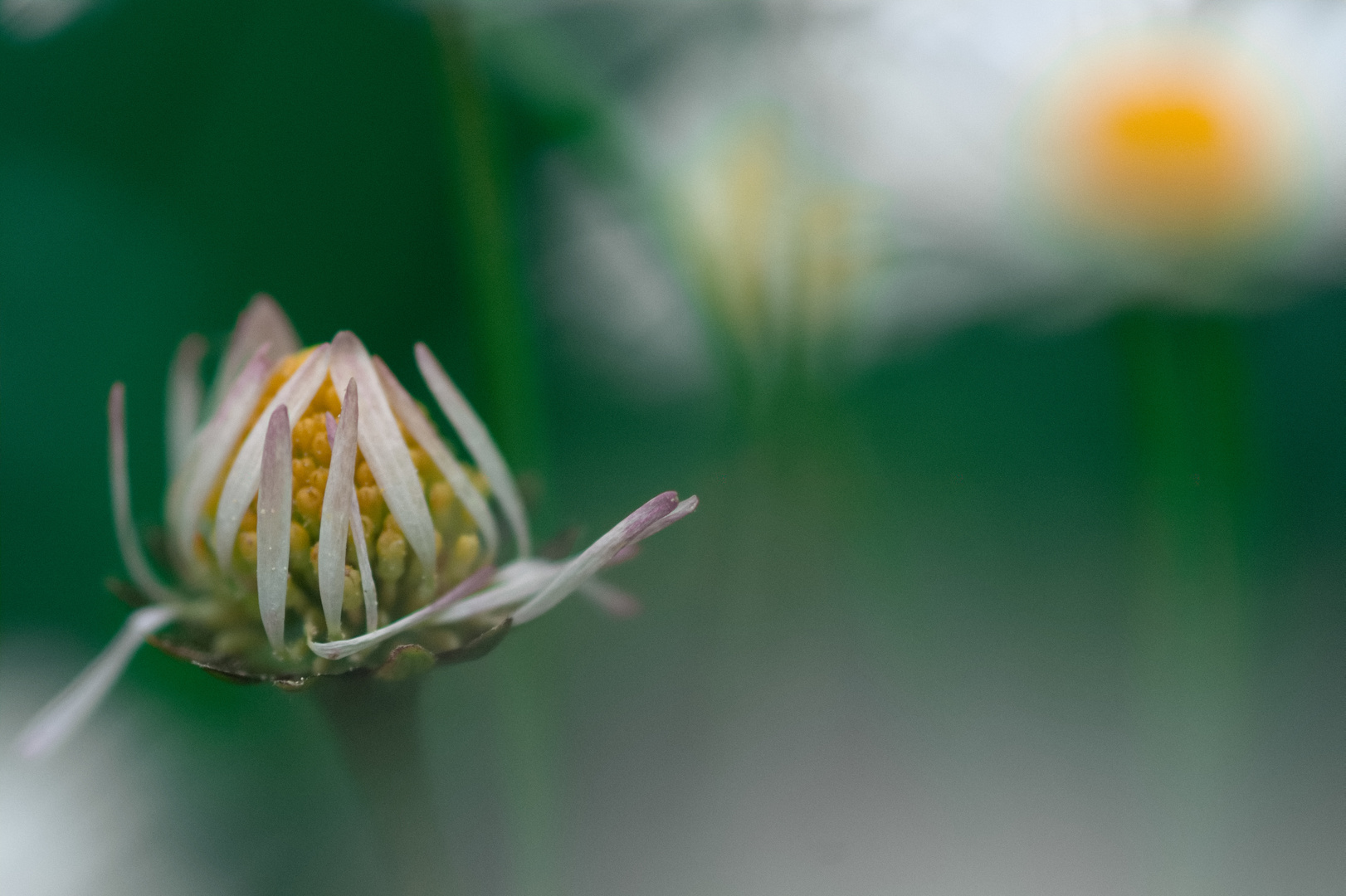 Gänseblume