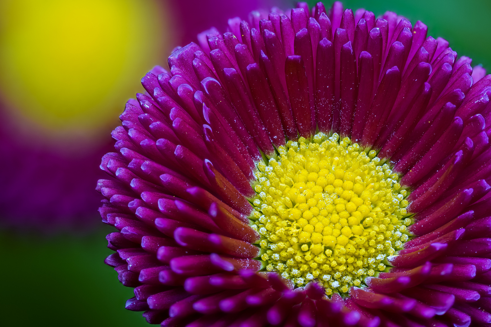 Gänseblume