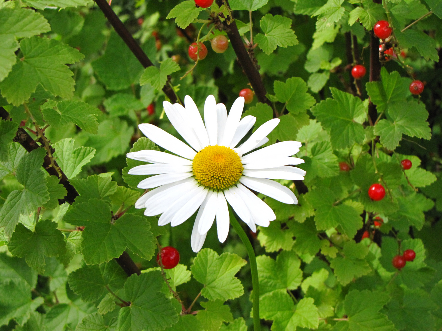 gänseblume