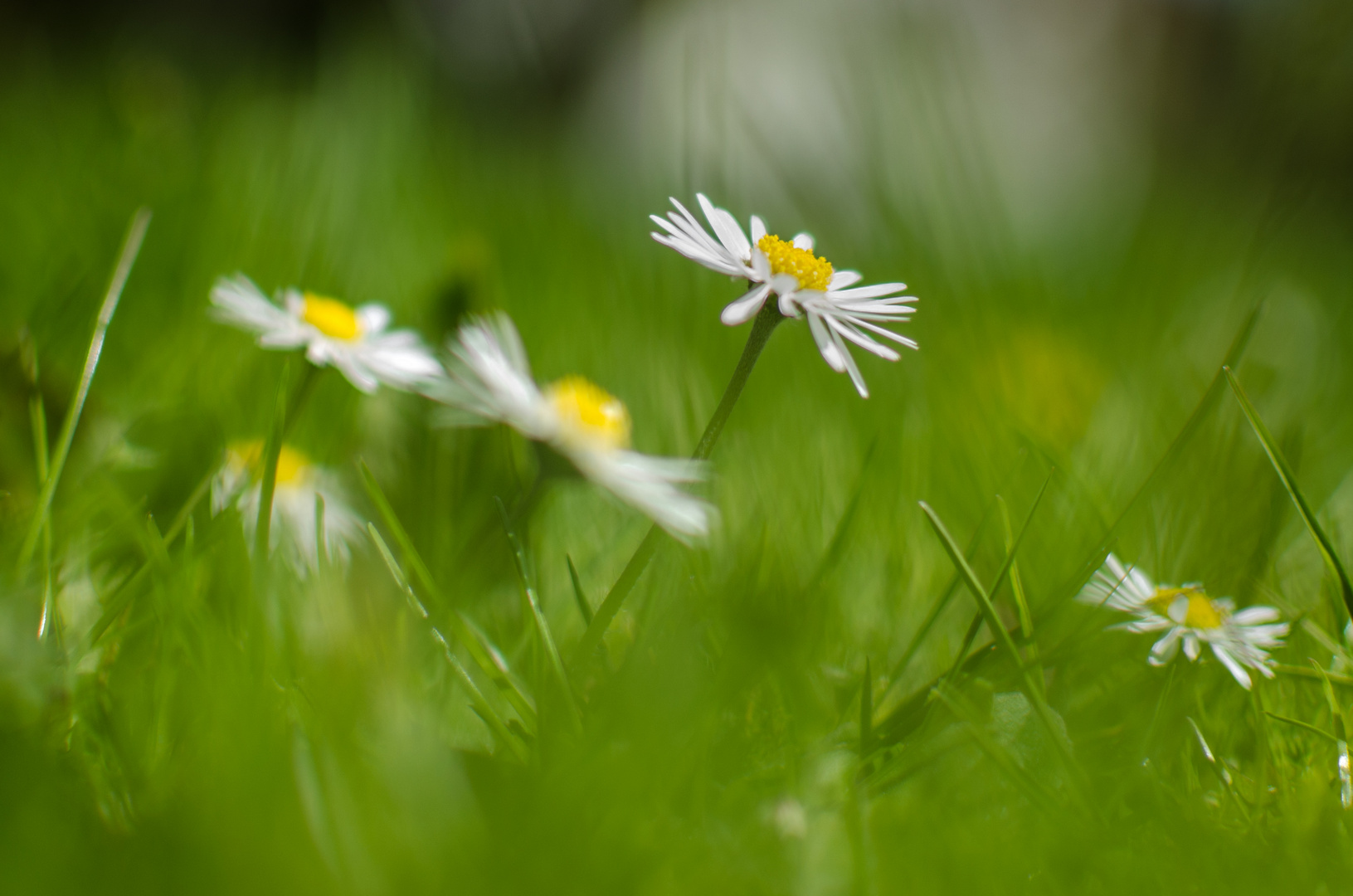 gänseblume