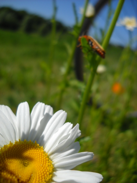 Gänseblume.