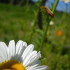 Gänseblume.