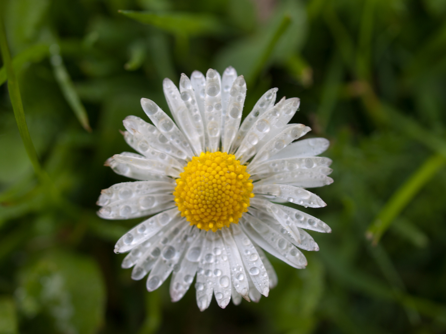 Gänseblume