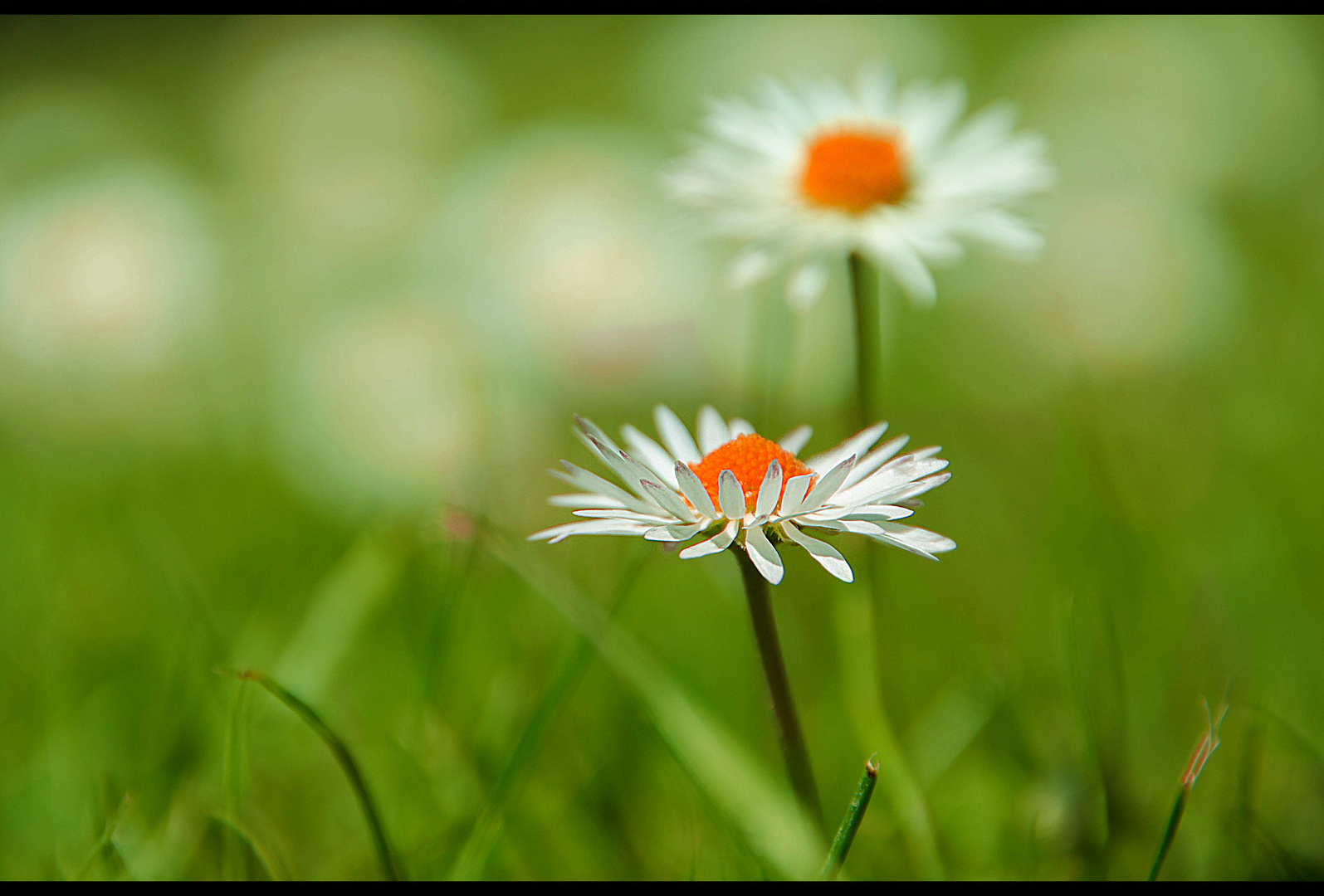 Gänseblume