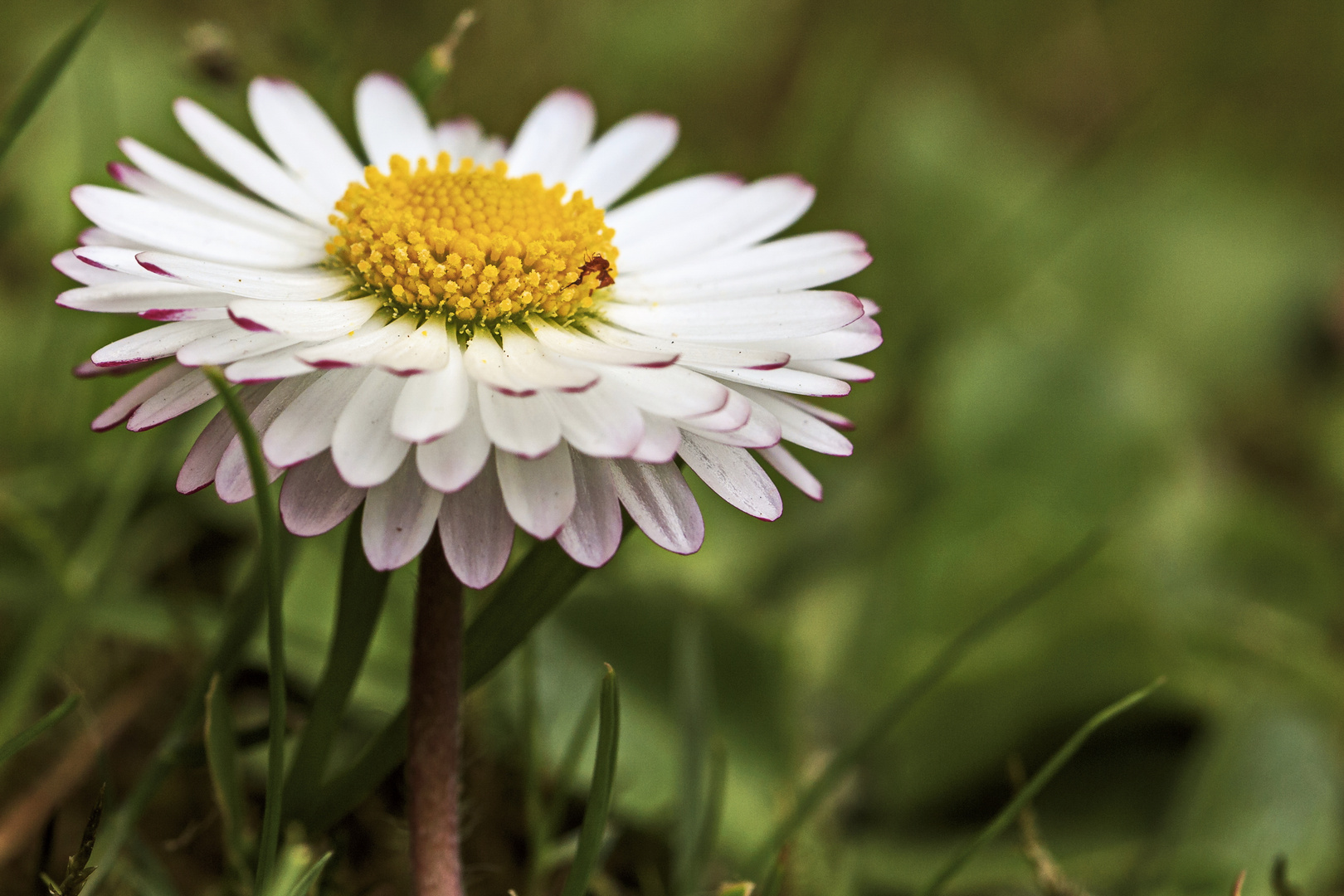 Gänseblume