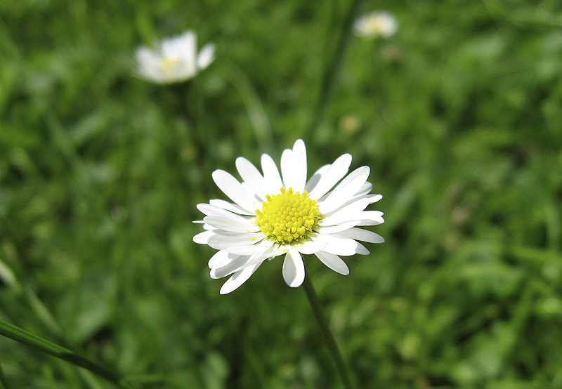 Gänseblume II