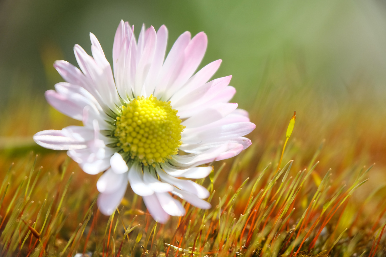 Gänseblume im ersten Gras