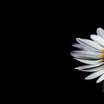 "Gänseblume in der Nacht von Pferdchen Fotografie"