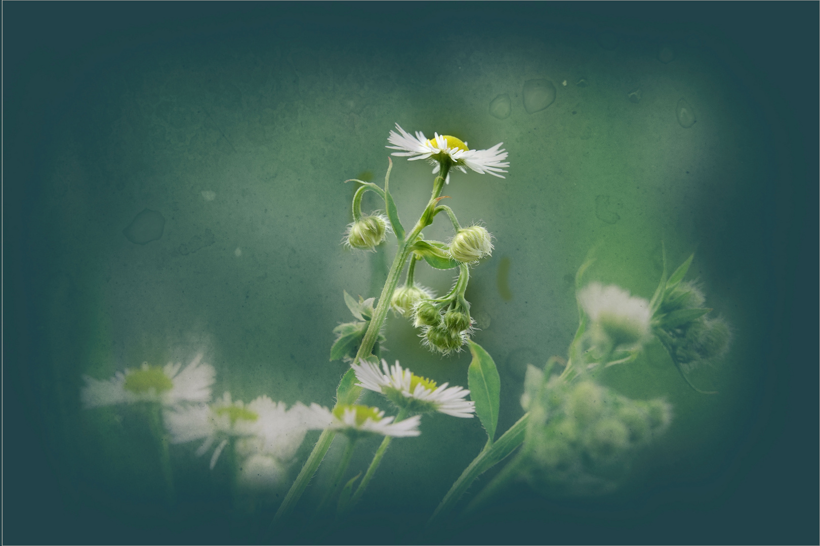 Gänseblume mit Anhang ...