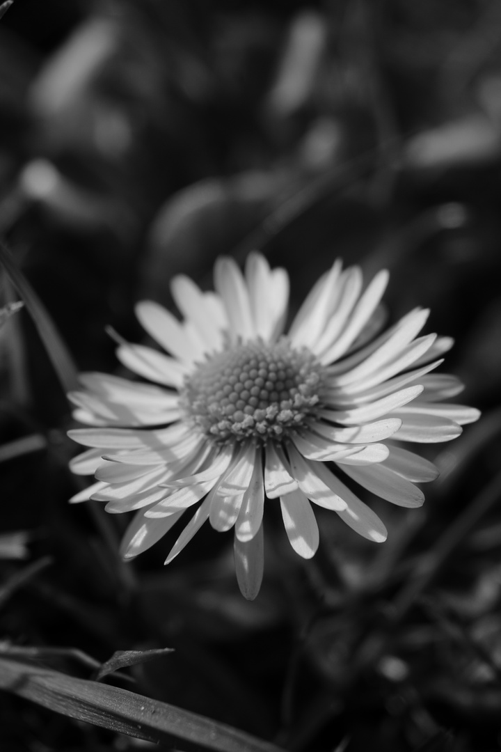 Gänseblume schwarz/weiß