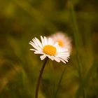 Gänseblume unbearbeitet