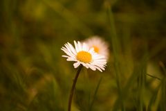 Gänseblume unbearbeitet