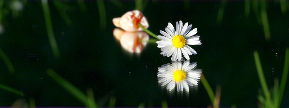 Gänseblume und die Wurzel der Weisheit