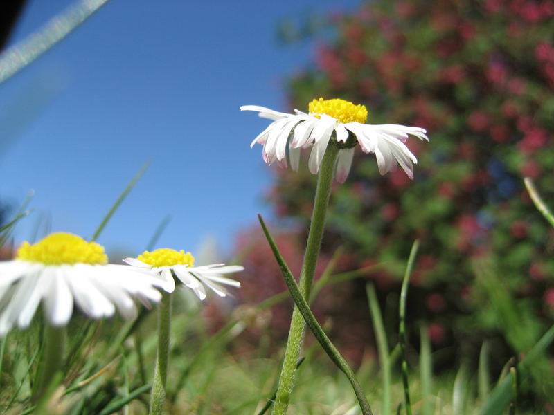 gänseblumen