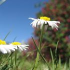 gänseblumen