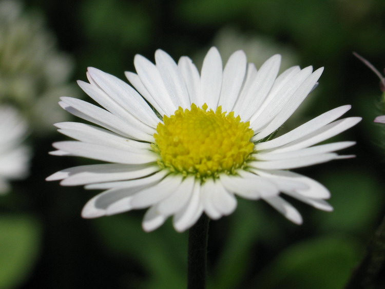 Gänseblumen