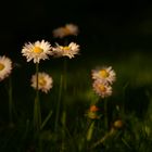 Gänseblumen im Abendlicht