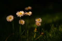 Gänseblumen im Abendlicht