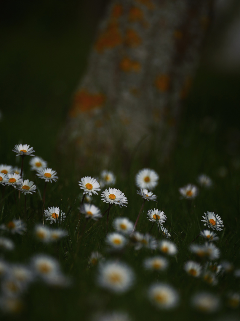 Gänseblumen Stimmung