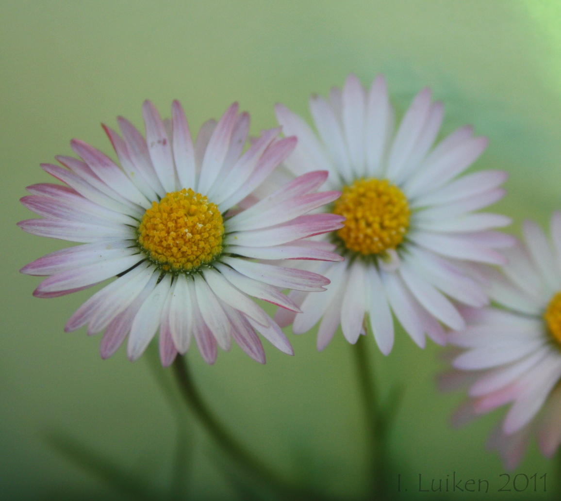 Gänseblumen vor Hellgrün