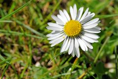 Gänseblumensolo