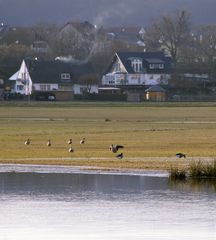 Gänsebraten in ständiger Sichtweite