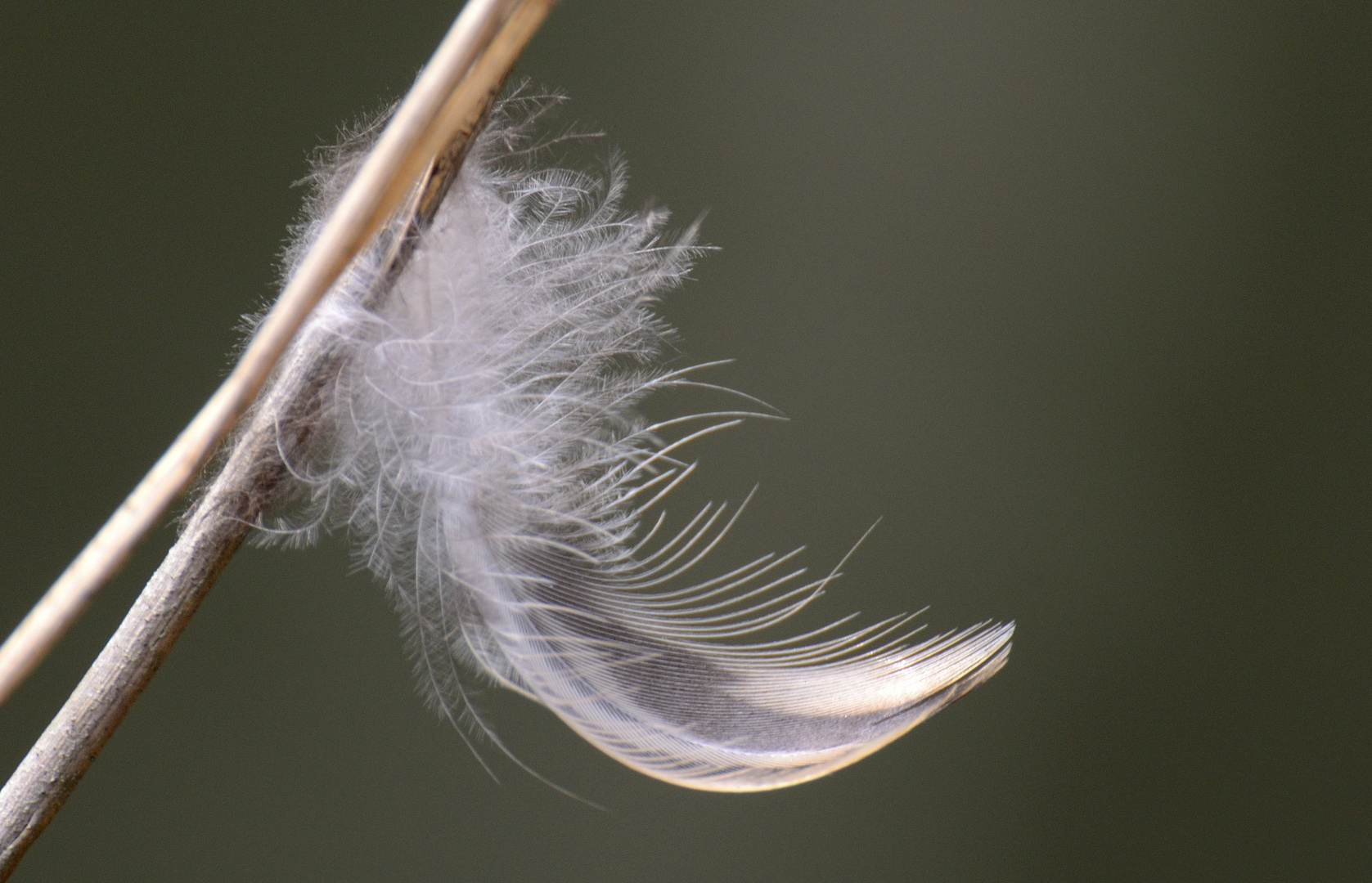Gänsedaunen... Foto & Bild archiv projekte naturchannel