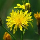 Gänsedistel, Acker-Gänsedistel, Sonchus arvensis