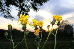 Gänsedistel am Abend