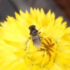 Gänsedistel-Erzschwebfliege (Cheilosia caerulescens) auf Strohblume