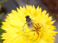 Gänsedistel-Erzschwebfliege (Cheilosia caerulescens) auf Strohblume