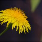 Gänsedistel (Sonchus tectifolius).