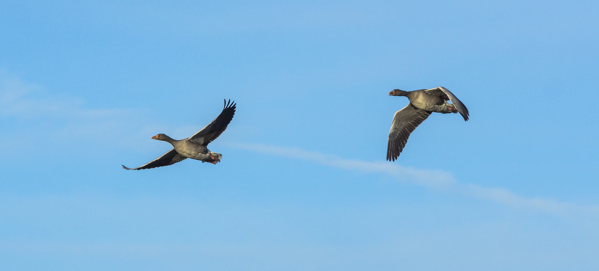 Gänseduo