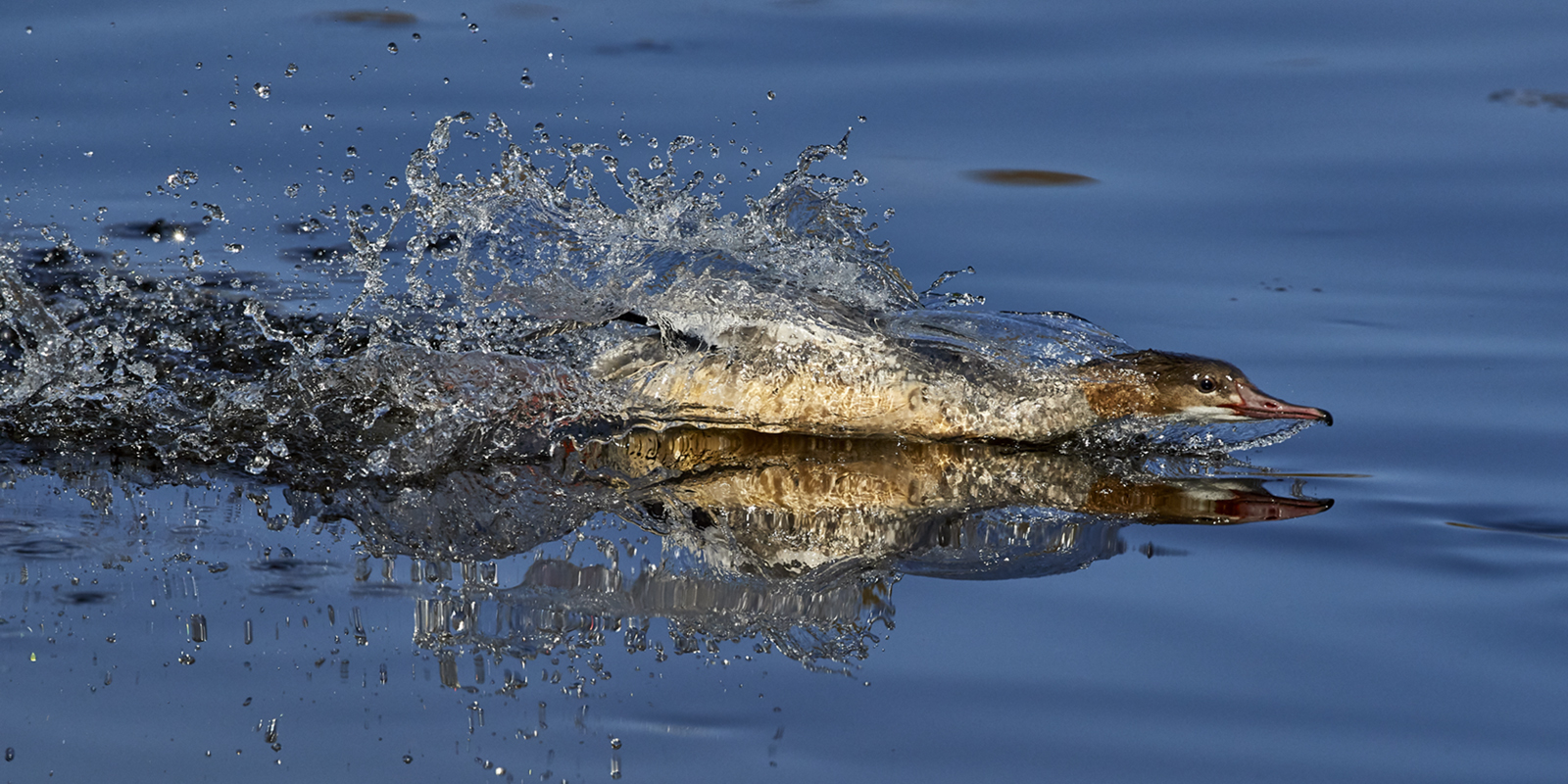 Gänseeäger Weibchen als Turbofisher