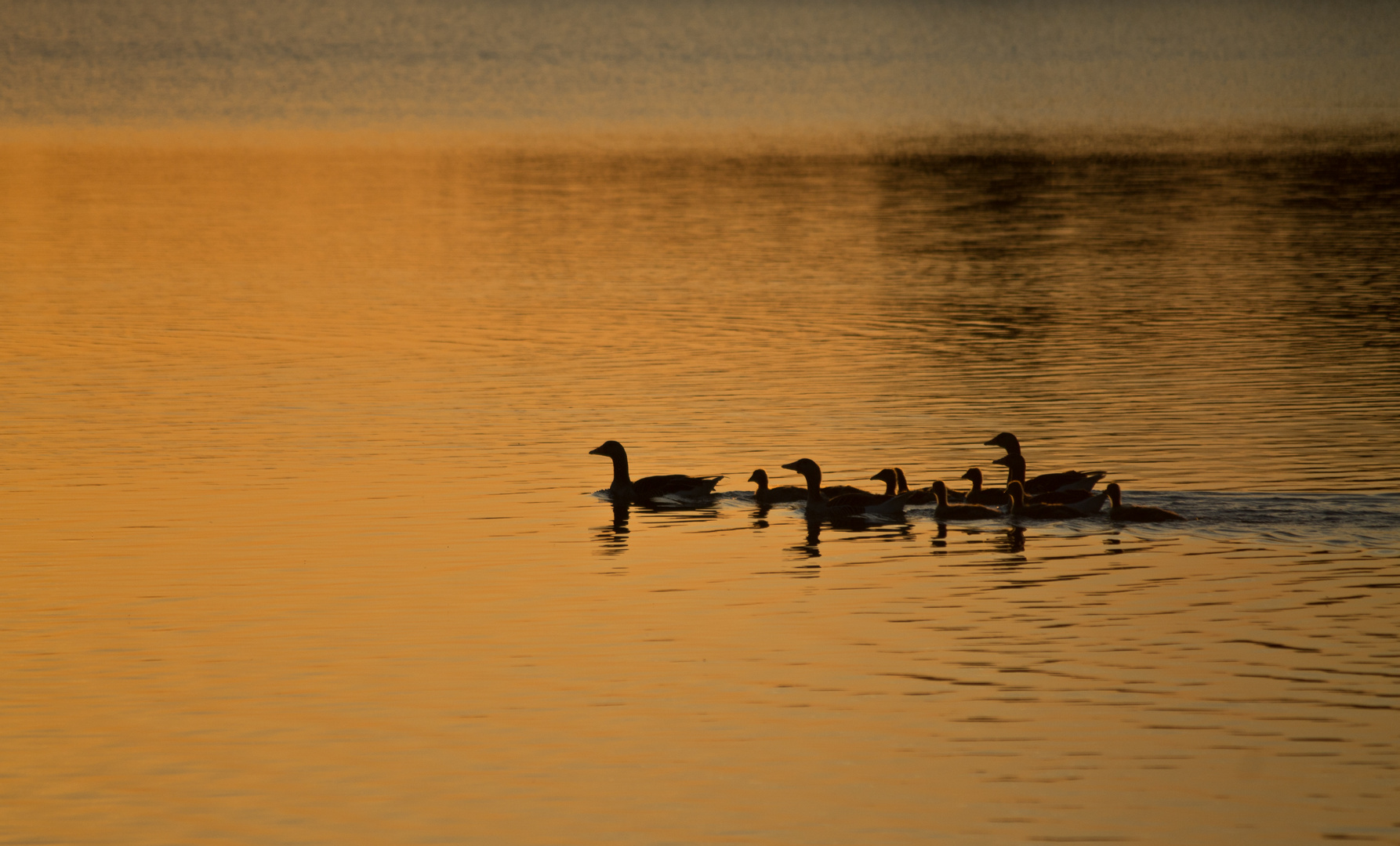 Gänsefamilie