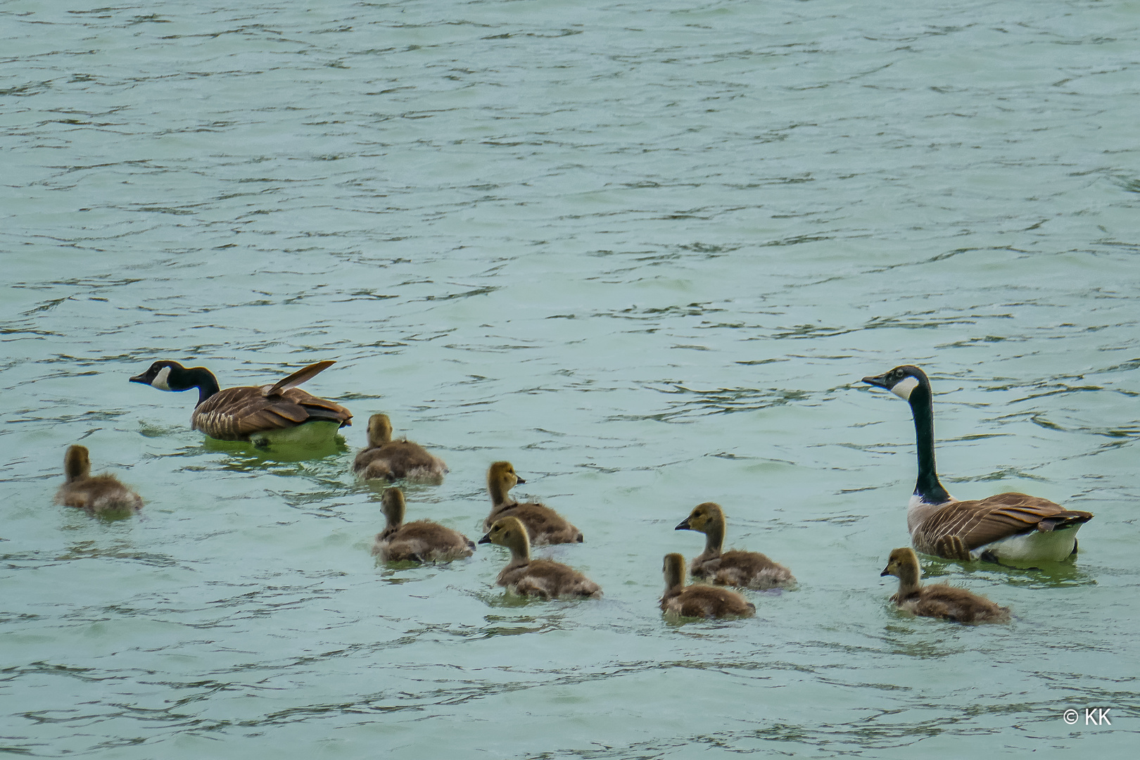 Gänsefamilie 2019