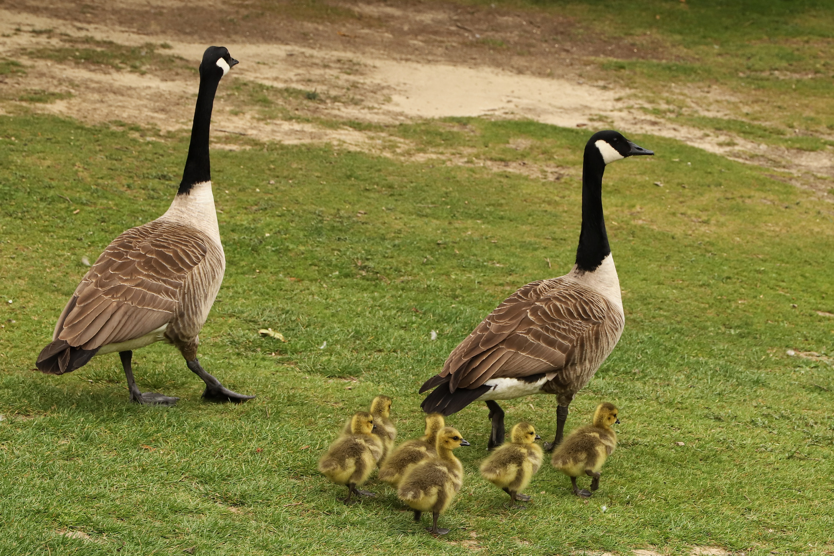 Gänsefamilie (2019_05_02_EOS 6D Mark II_2019_ji)