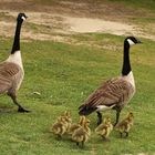 Gänsefamilie (2019_05_02_EOS 6D Mark II_2019_ji)