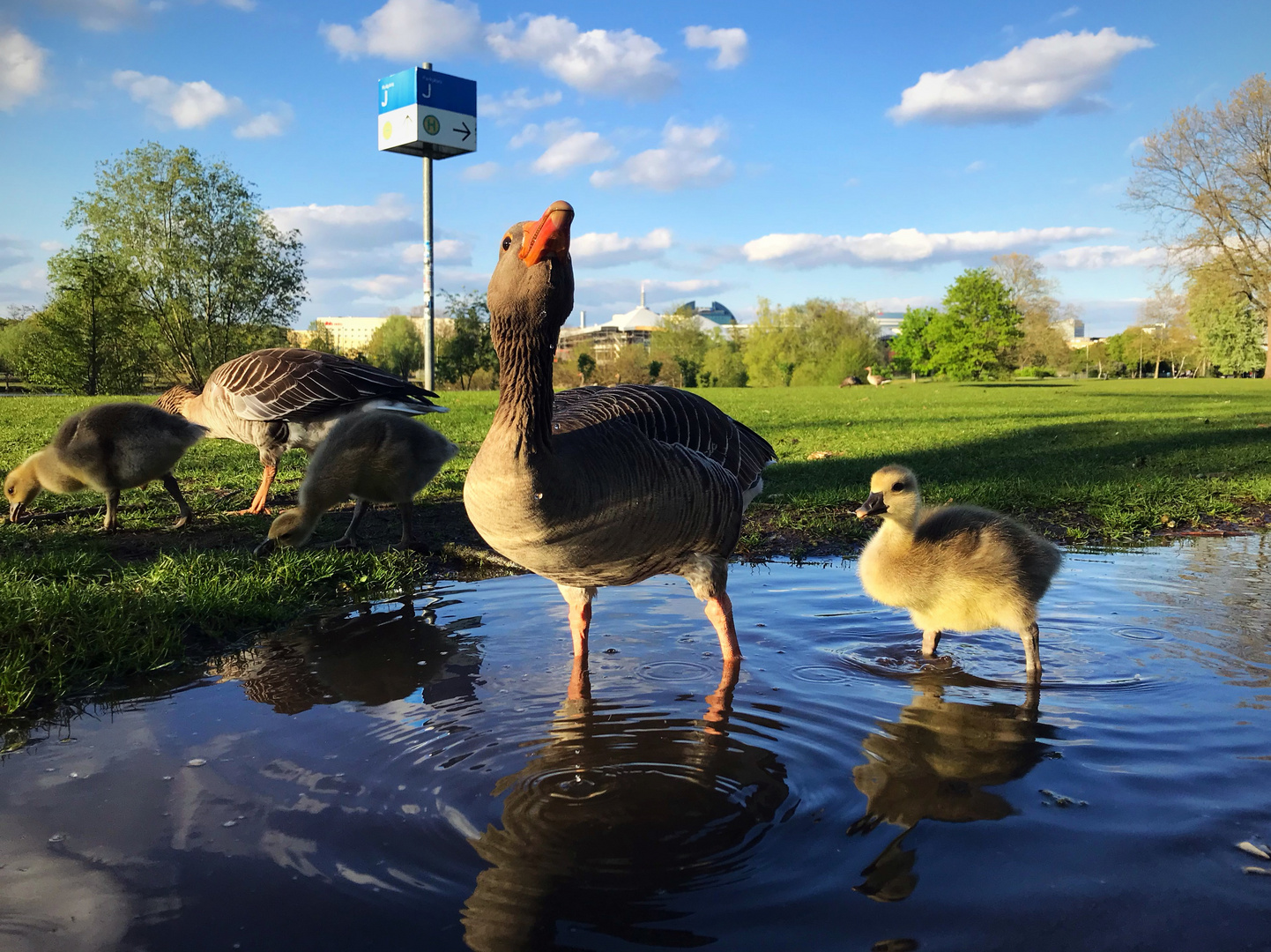 Gänsefamilie