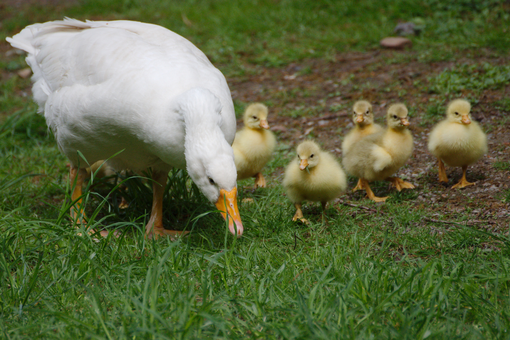 Gänsefamilie