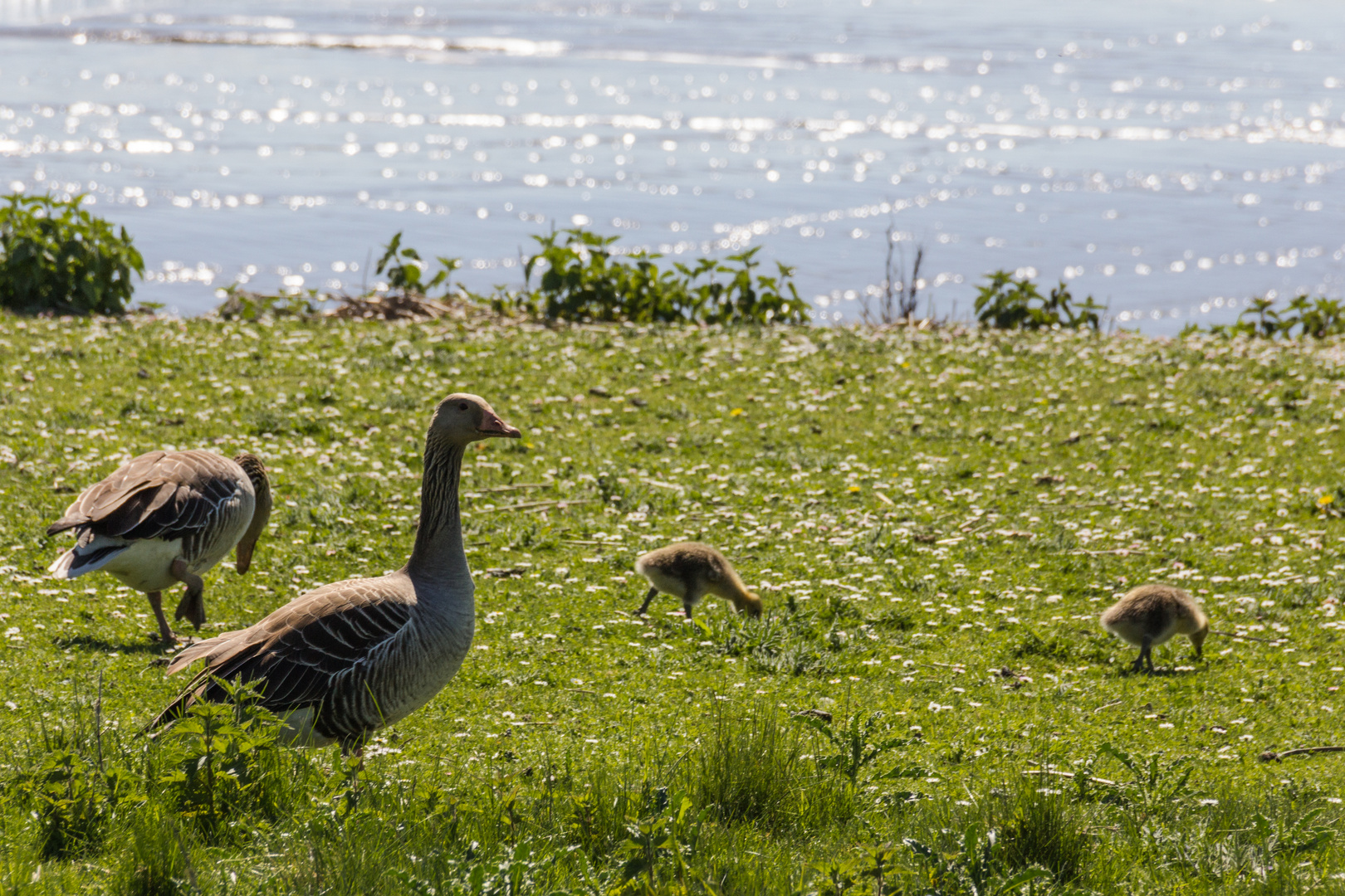 Gänsefamilie