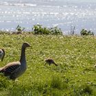 Gänsefamilie