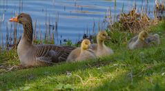 Gänsefamilie