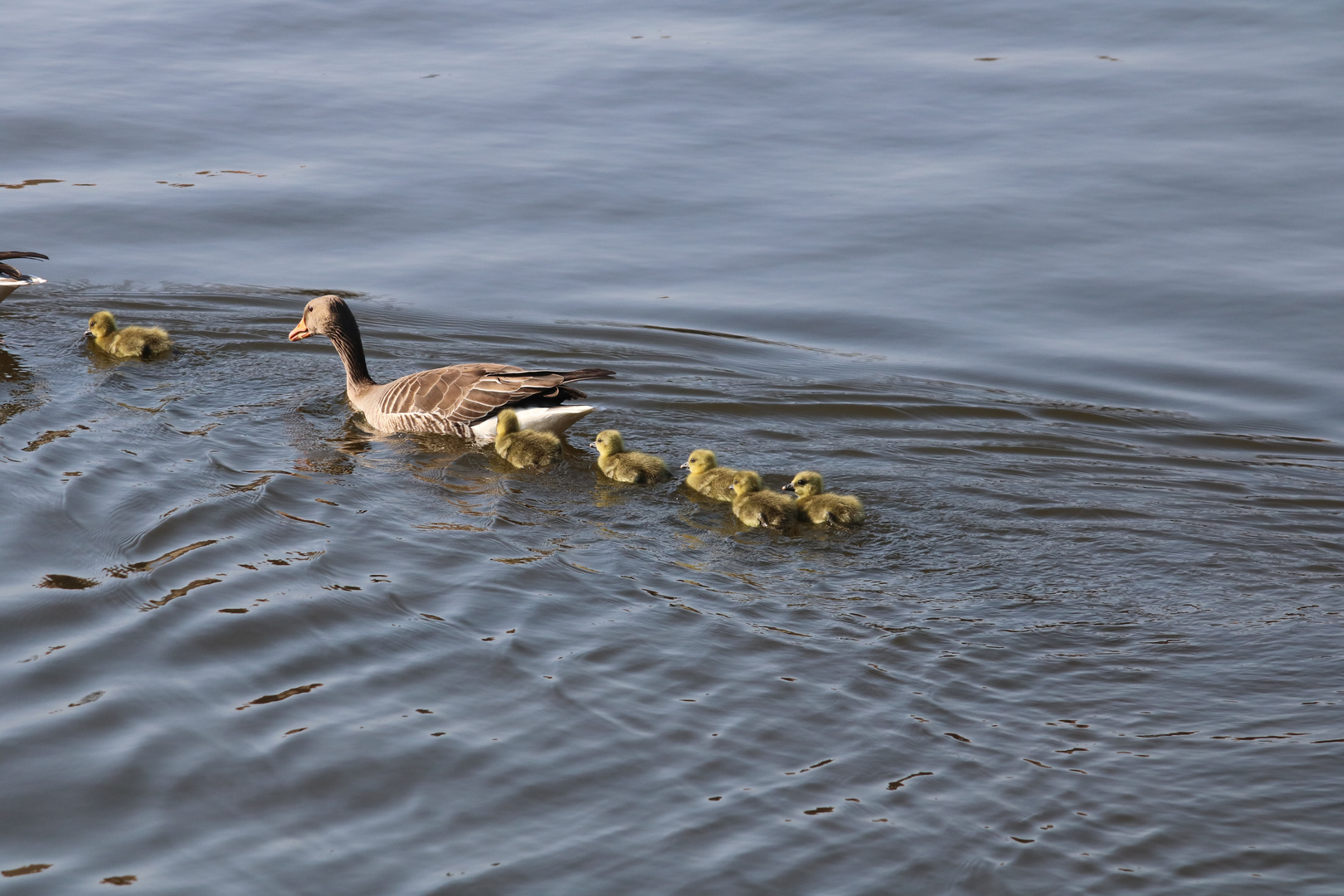 Gänsefamilie