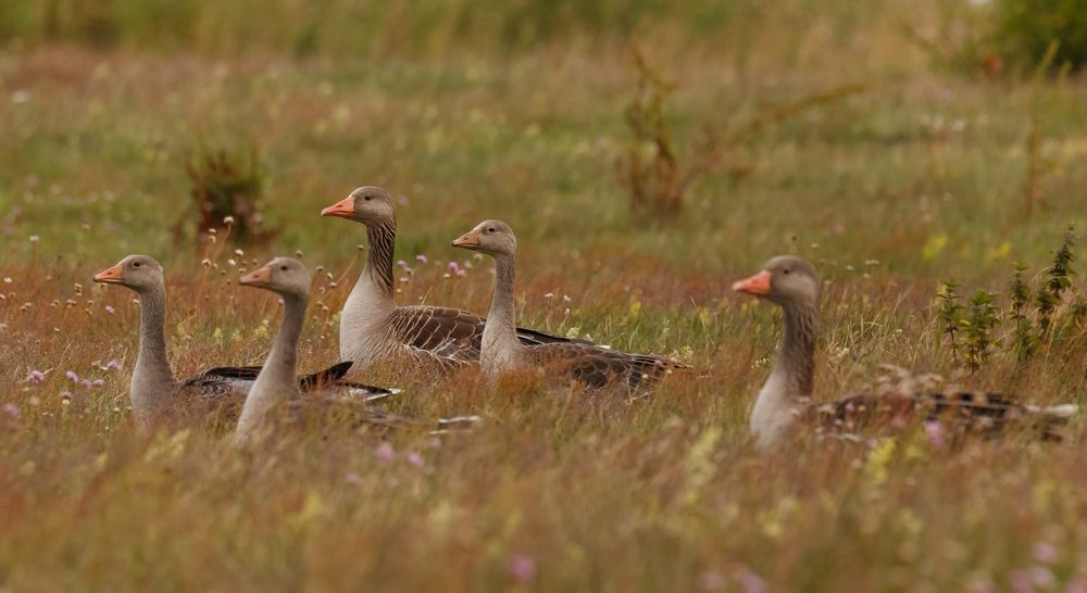 Gänsefamilie