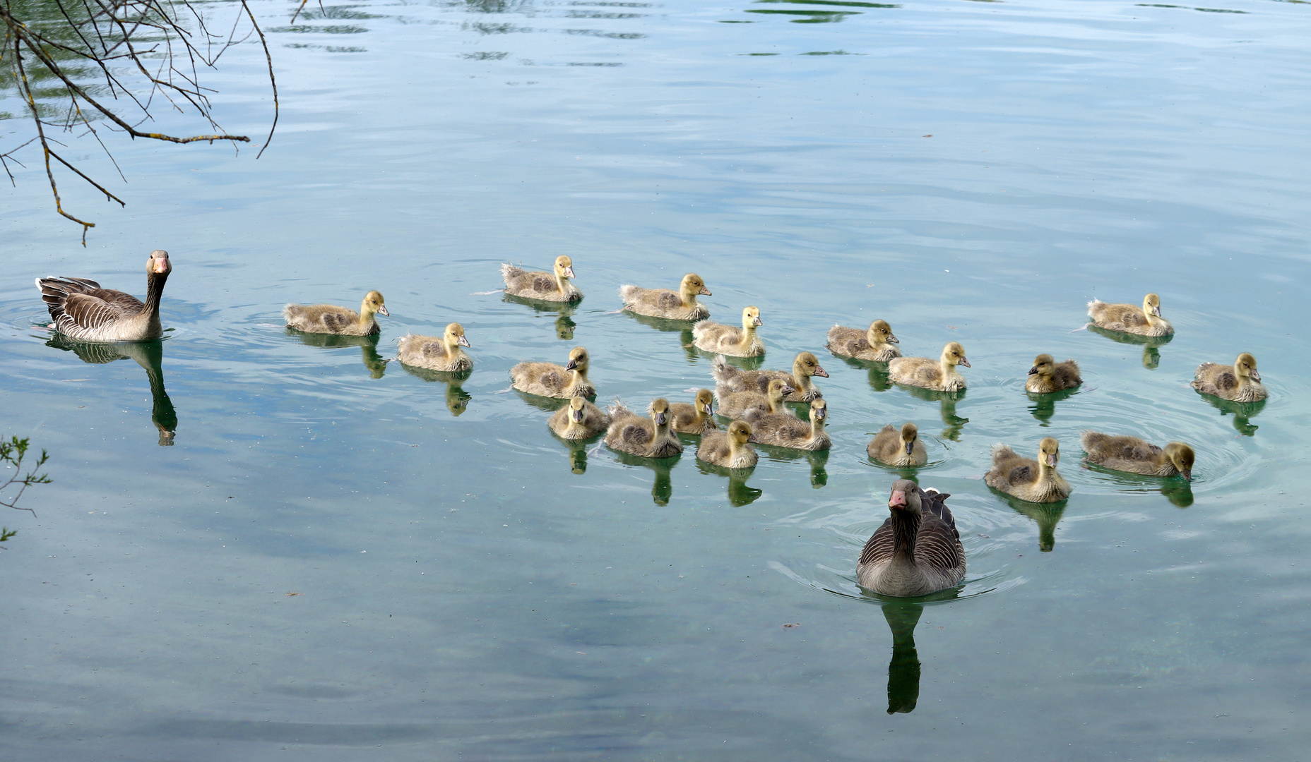 Gänsefamilie