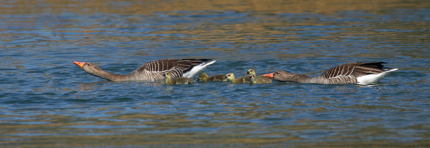 Gänsefamilie